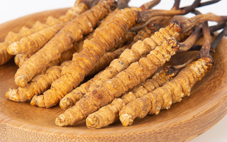  人工培育冬蟲夏草的市場(chǎng)前景如何？