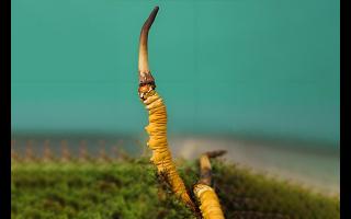  雪山冬蟲夏草的生長周期是多久？