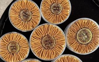 正宗那曲冬蟲夏草其實很便宜，打破高價迷局，回歸價值本質(zhì)