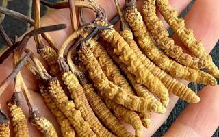 藏紅花和冬蟲夏草哪個(gè)貴？揭秘2026年最新價(jià)格真相