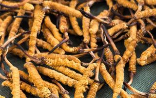 新鮮那曲高海拔冬蟲(chóng)夏草，解鎖雪域鮮純滋養(yǎng)新體驗(yàn)