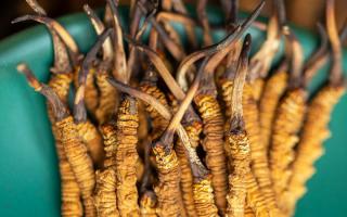 900根一斤的冬蟲夏草價(jià)格多少？西藏那曲蟲草網(wǎng)揭秘2026年最新行情及選購指南