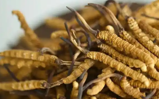 慧眼辨藏珍，避坑不踩雷——西藏那曲蟲(chóng)草行業(yè)網(wǎng)教你科學(xué)識(shí)別冬蟲(chóng)夏草