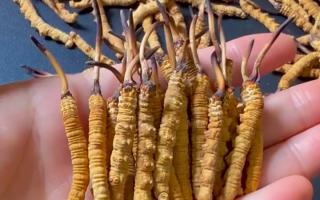 權(quán)威盤點(diǎn)：2026年正宗冬蟲(chóng)夏草品牌推薦（西藏那曲行業(yè)網(wǎng)專屬）