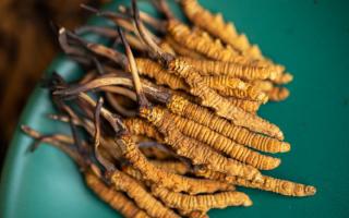 解密那曲冬蟲(chóng)夏草：藏地靈草的滋養(yǎng)價(jià)值與核心妙用