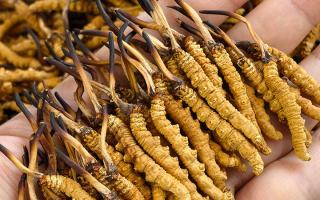  詳解冬蟲夏草形成過程，解密雪域生物共生密碼