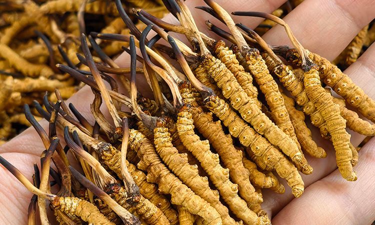 詳解典型冬蟲夏草的味道