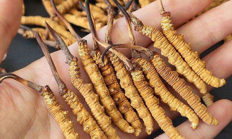 <a href=http://www.sdzhinong.com/s/cczjjd target=_blank class=infotextkey>冬蟲夏草真假鑒定</a>