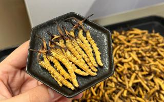 冬蟲夏草燉多少時間合適？藏農(nóng)神草那曲源頭品牌，教你燉出滿滿營養(yǎng)