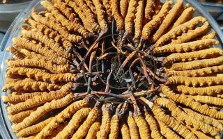 冬蟲夏草保存盒能放多久？藏農(nóng)神草那曲源頭品牌，教你科學存出好品質(zhì)